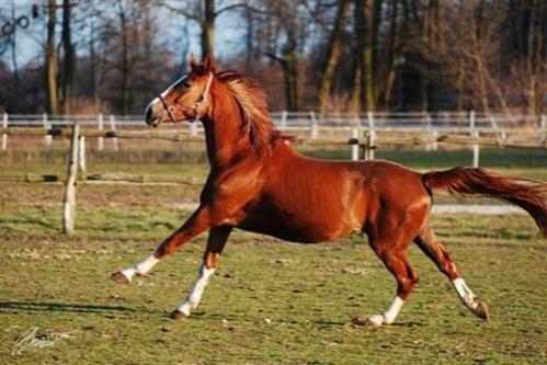 Palac Borowa بورافا المظهر الخارجي الصورة